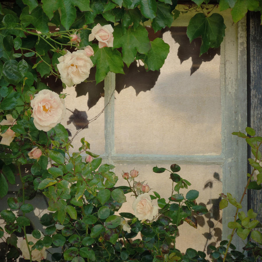 Vintage Rose Photograph by Sally Banfill