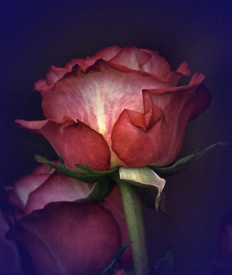 Vintage Rose Study Photograph by Richard Cummings