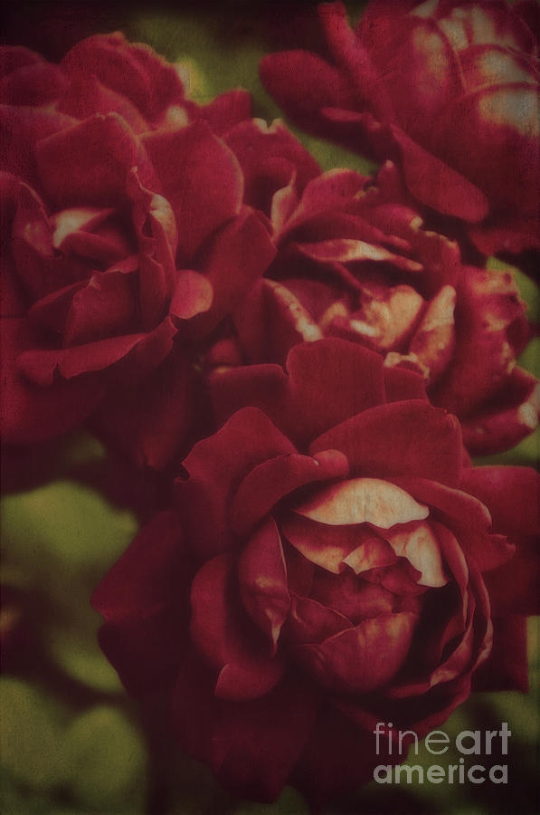 Vintage Roses Photograph by Debra Fedchin