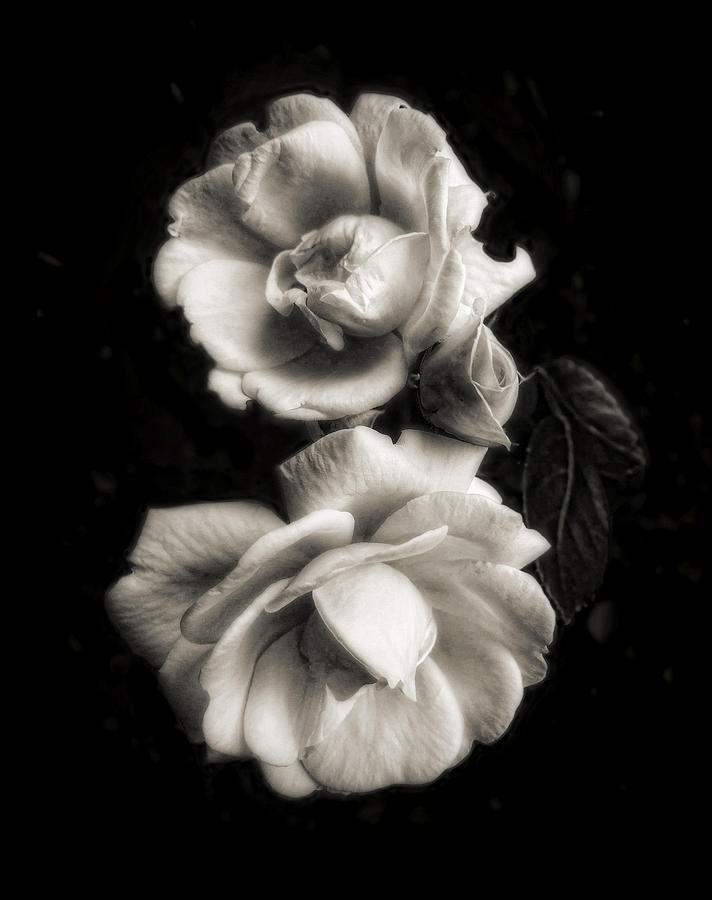 Vintage Roses in Antique Tones Photograph by Louise Kumpf