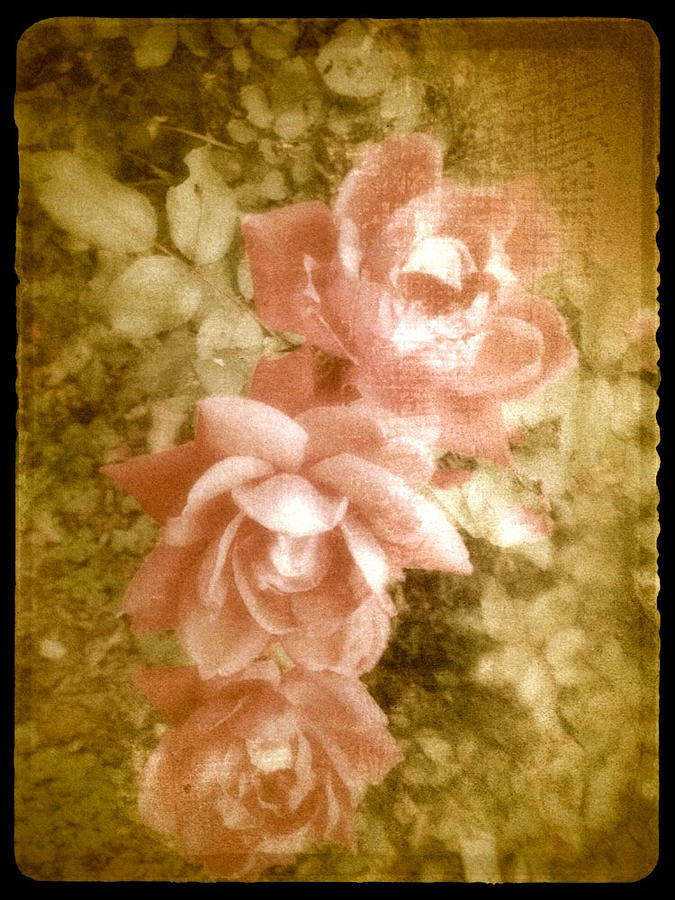 Vintage Pink Roses Shabby Chic  Digital Art by Femina Photo Art By Maggie