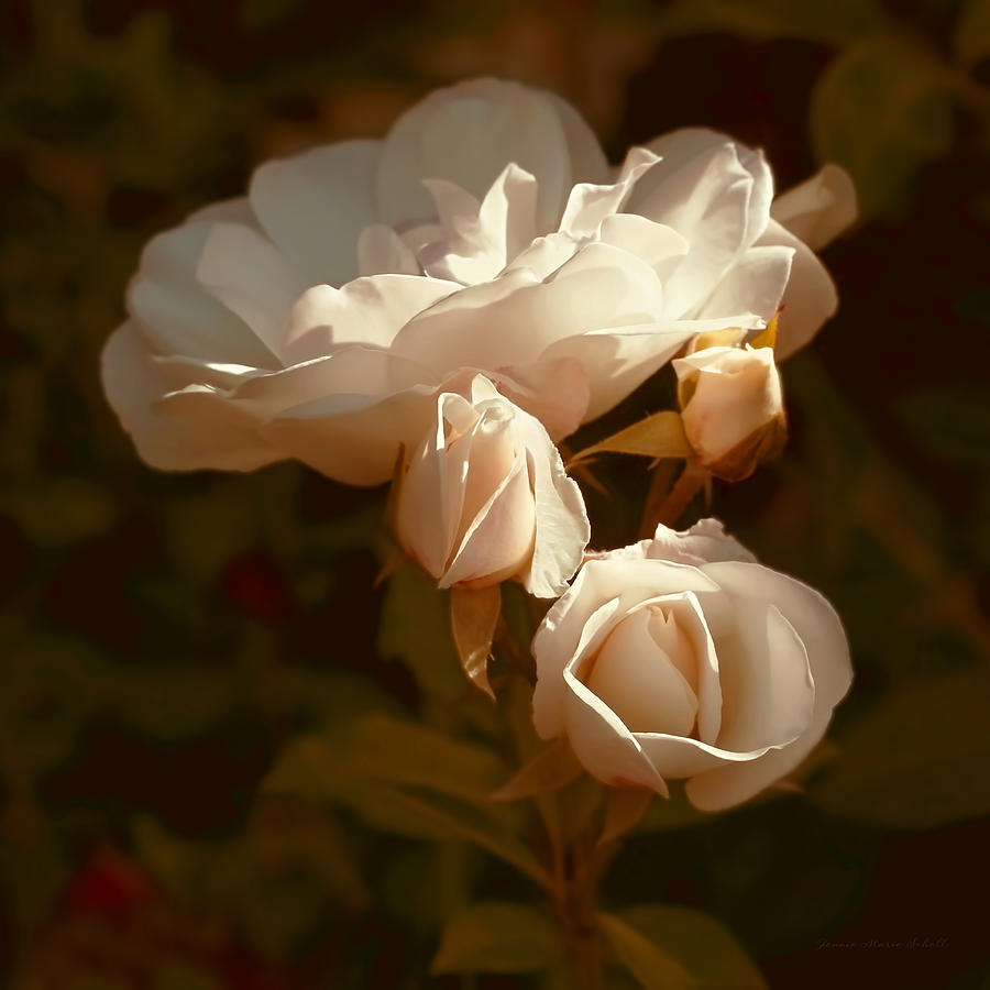 Vintage Roses Splendor Photograph by Jennie Marie Schell