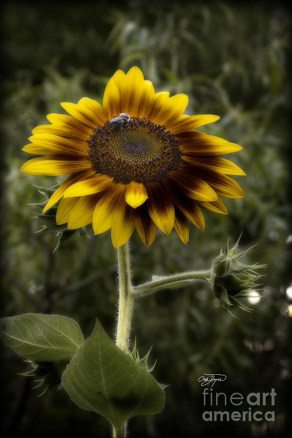 Vintage Rustic Sunflower Photograph