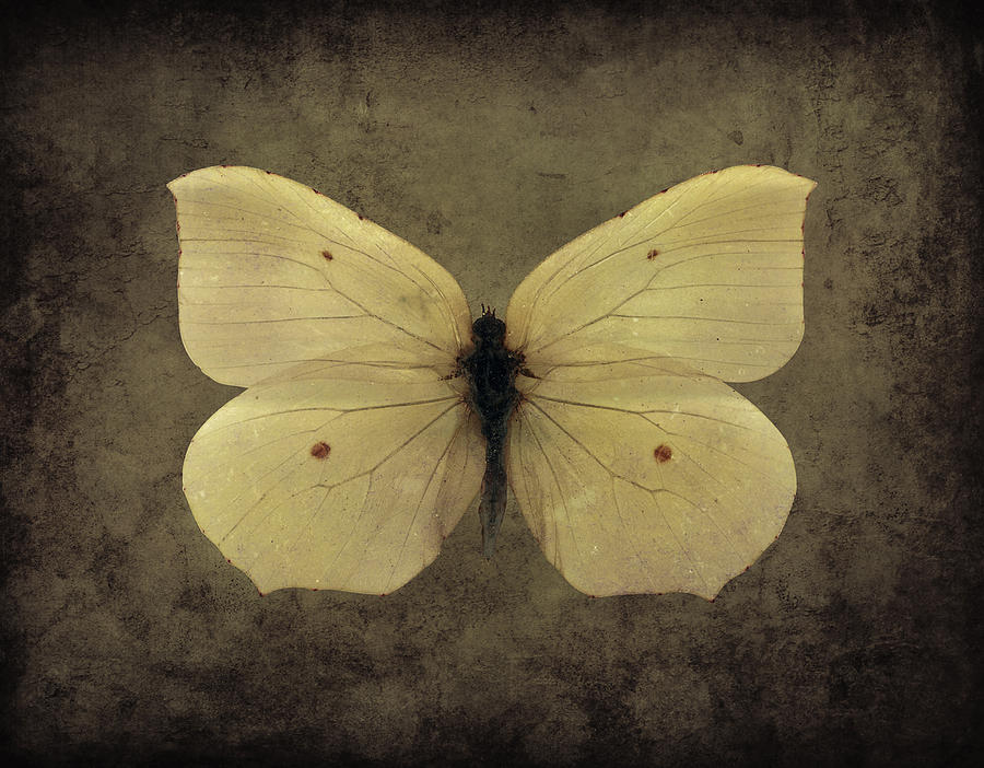 Butterfly 3 Digital Art by Steve Ball