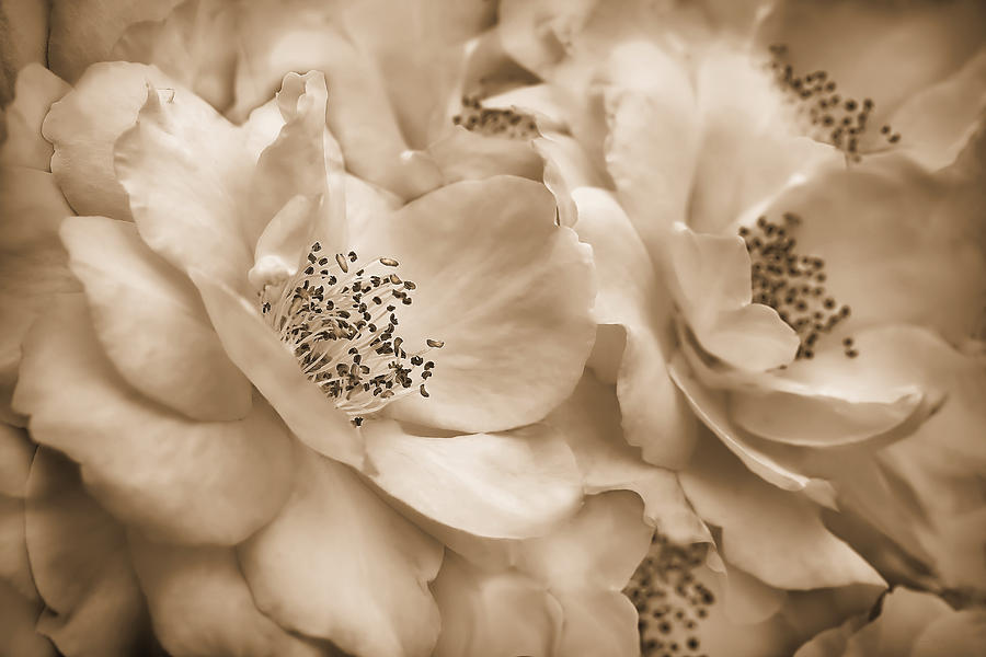 Vintage Photograph - Vintage Sepia Roses  by Jennie Marie Schell
