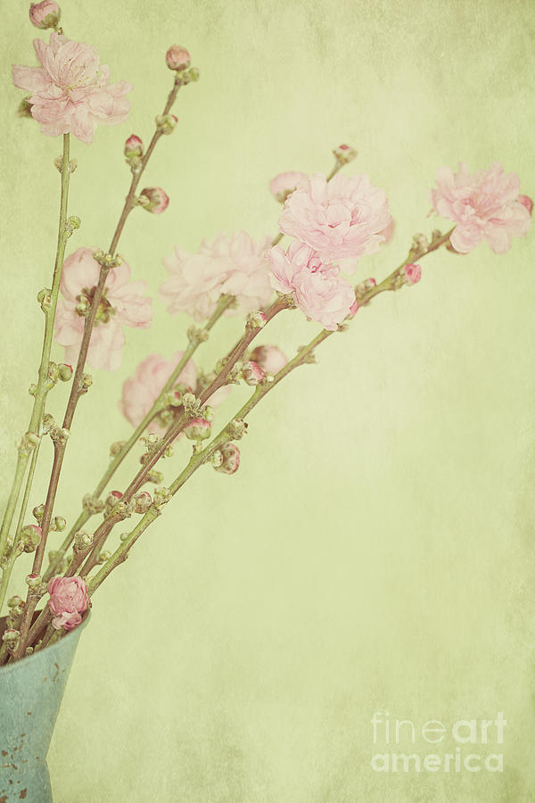 Vintage Spring Blossoms  Digital Art by Susan Gary