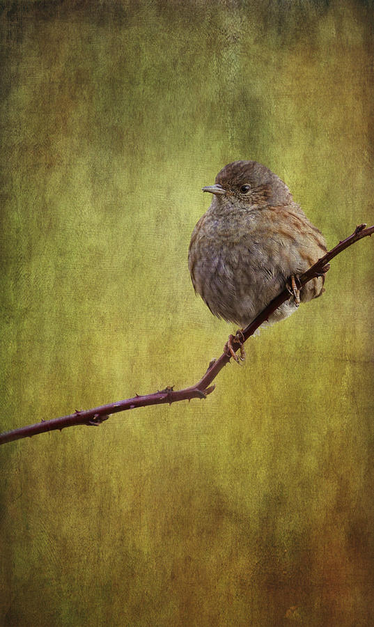 Vintage Style Dunnock  Photograph by Chris Smith