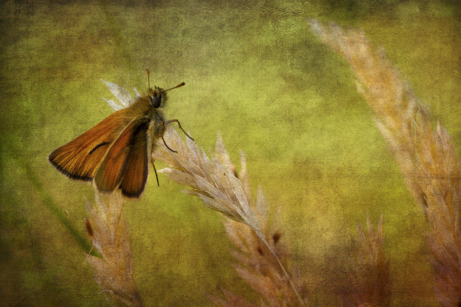 Vintage style Small Skipper Photograph by Chris Smith