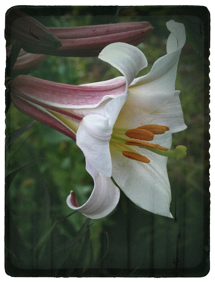 Vintage Summer Lily Photograph by Richard Cummings
