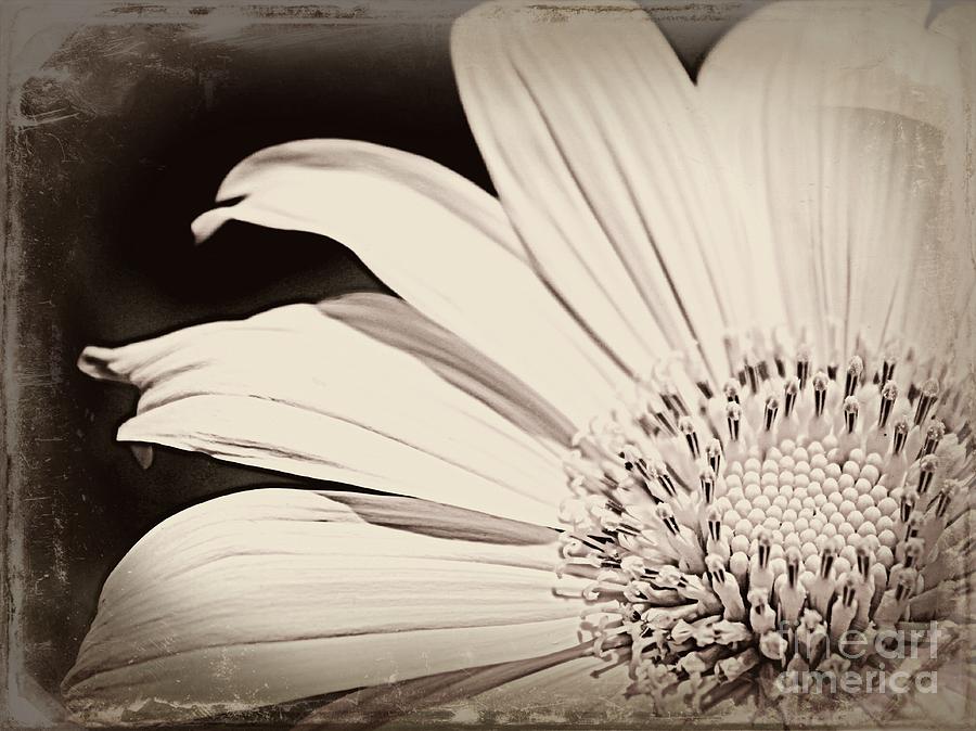Vintage Sunflower Photograph by Clare Bevan