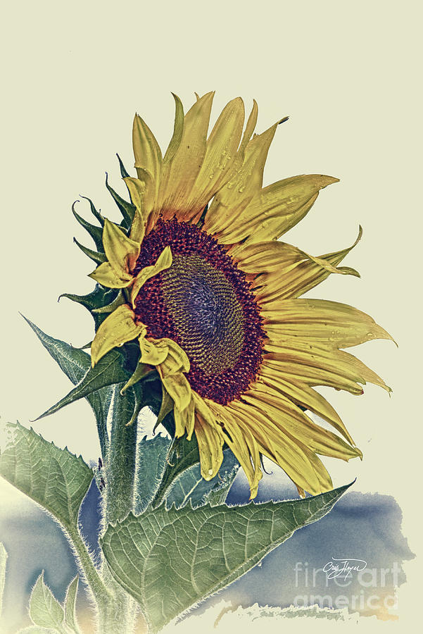 Vintage Photograph - Vintage Sunflower by Cris Hayes