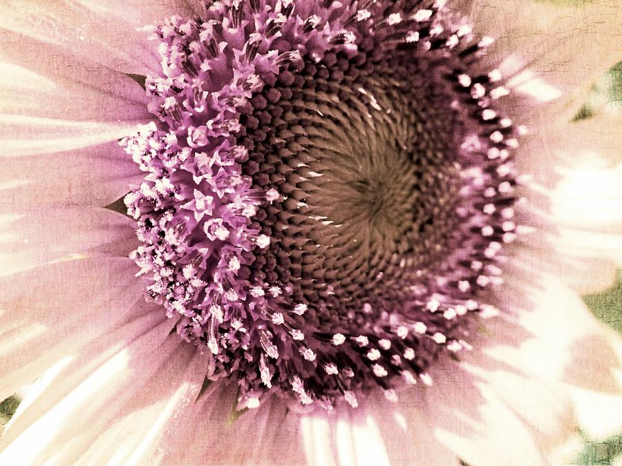 Vintage Sunflower Photograph