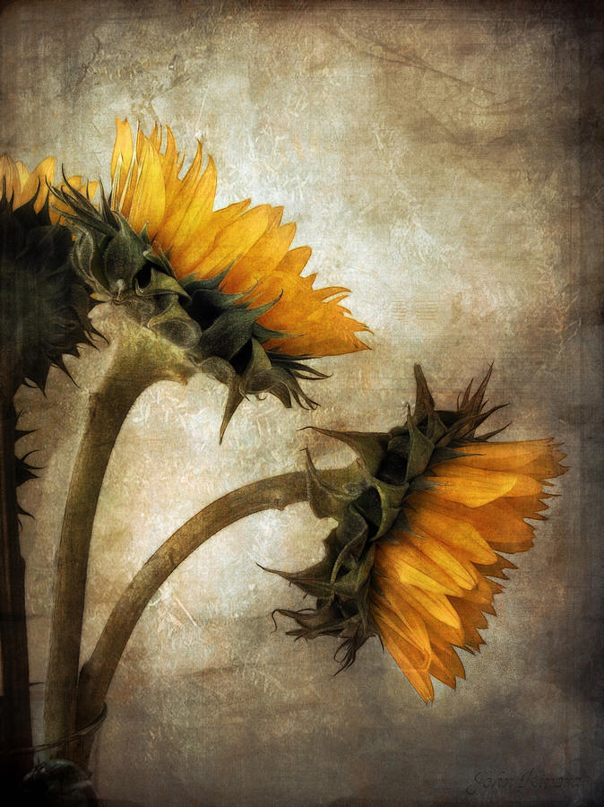 Vintage Sunflowers Photograph by John Rivera