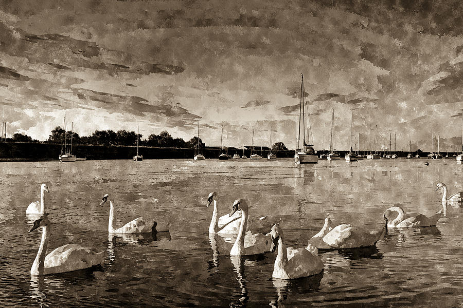 Vintage Swan Painting Photograph by David Pyatt