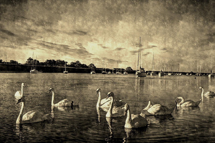 Vintage Swans Photograph by David Pyatt