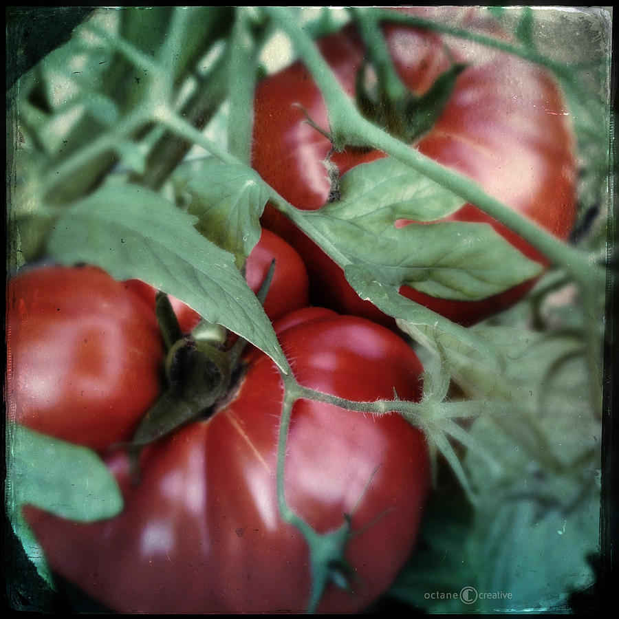 Vintage Tomatoes Photograph by Tim Nyberg