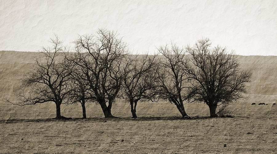 Vintage Trees Photograph by Holly Blunkall