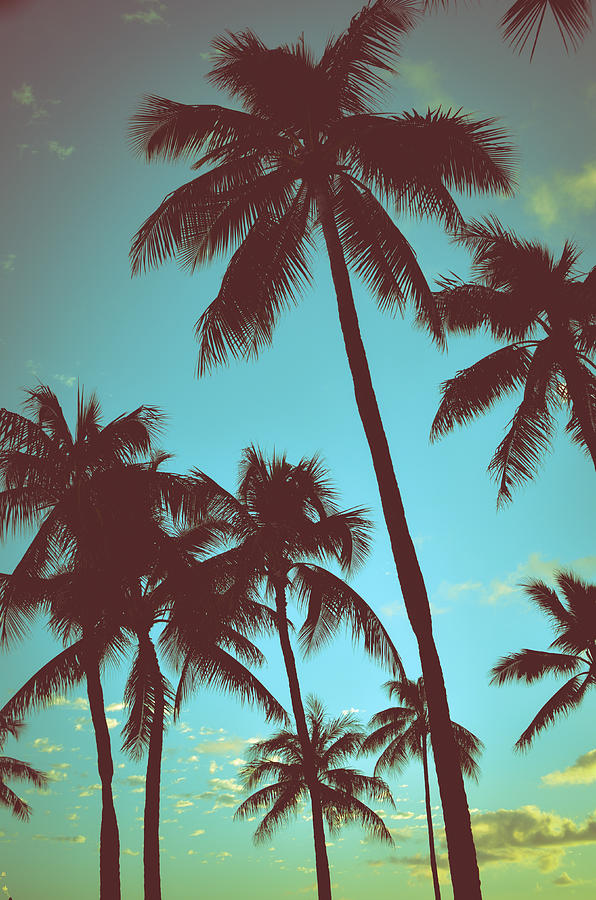 Vintage Tropical Palms Photograph