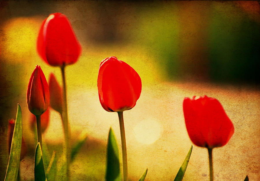 Abstract Photograph - Vintage Tulip by Svetoslav Sokolov Abstract Photograph - Vintage Tulip by Svetoslav Sokolov