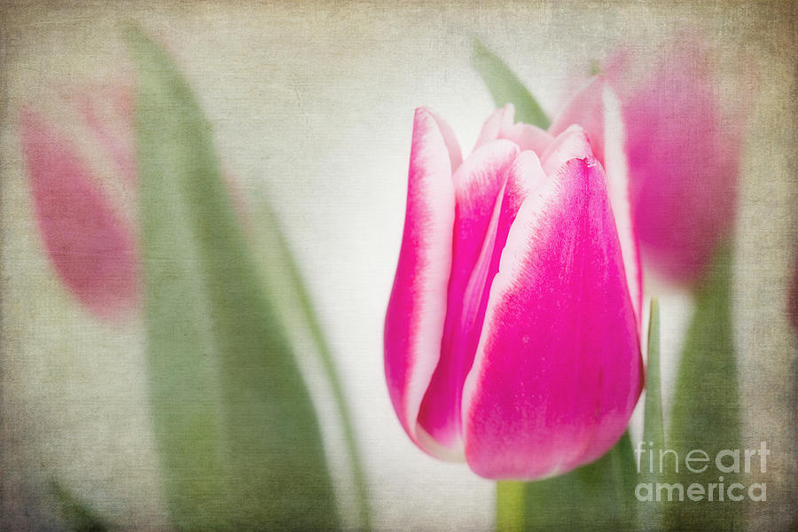 Vintage tulips Photograph by Jane Rix