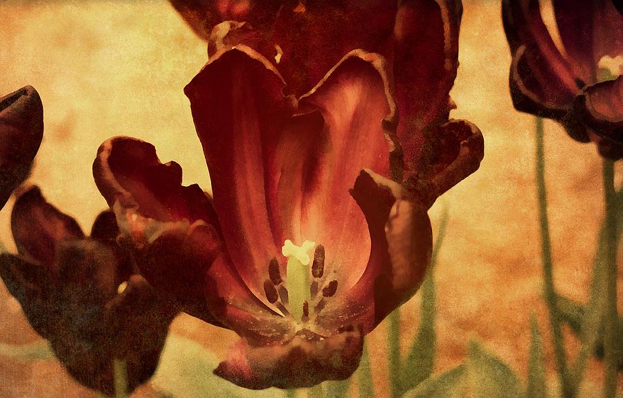 Vintage Mixed Media - Vintage Tulips by Georgiana Romanovna