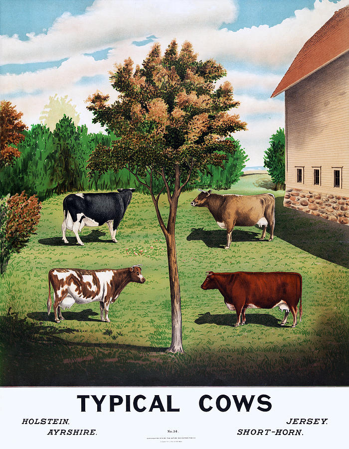 Vintage Typical Cows 1904 Poster Digital Art by Denise Beverly