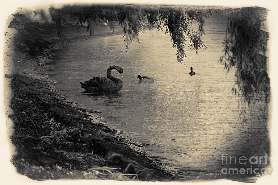 Vintage Views II - Swans and Cygnets Photograph by Chris Armytage
