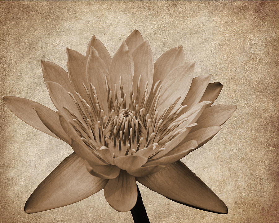 Flower Photograph - Vintage Waterlily by Judy Vincent