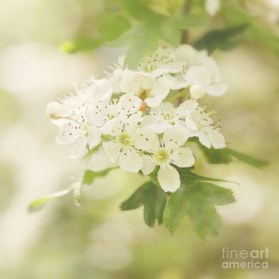 Vintage white blossom Photograph by LHJB Photography - Fine Art America