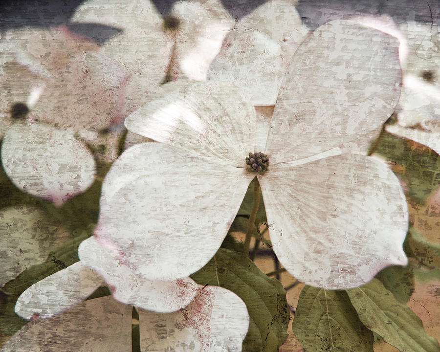 Vintage Photograph - Vintage White Flowering Dogwood by Brooke T Ryan