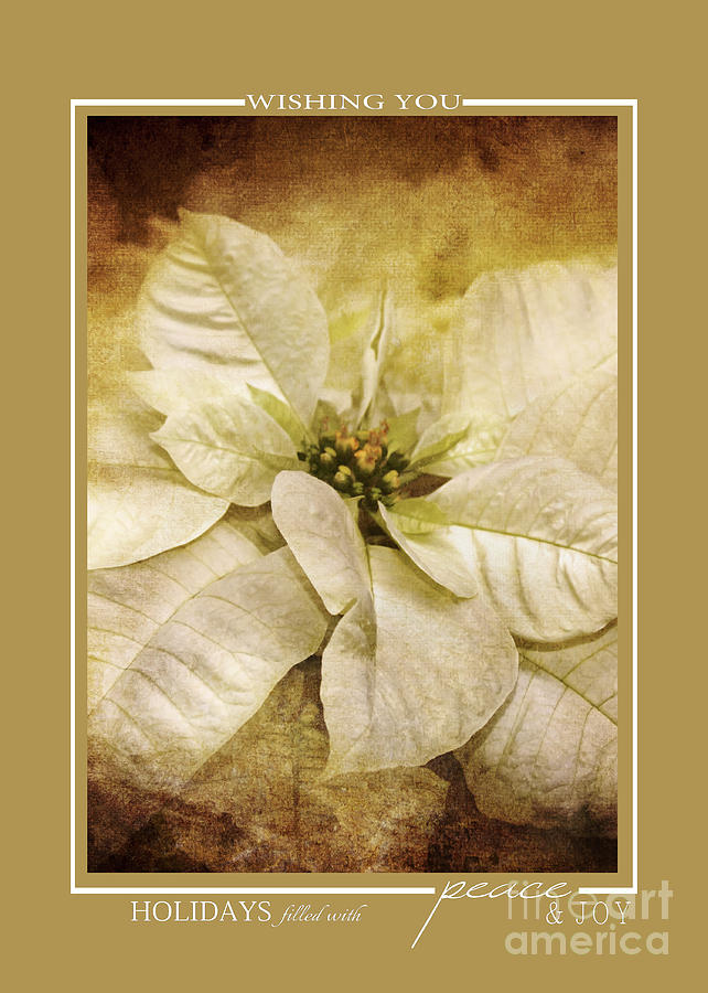 Vintage White Poinsettia Flower Christmas Cards Photograph by Jai Johnson