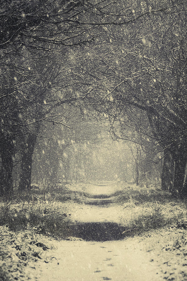 Vintage Winter Photograph by Svetlana Sewell