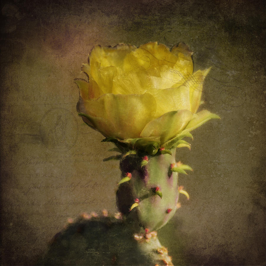 Vintage Photograph - Vintage Yellow Cactus by Sandra Selle Rodriguez