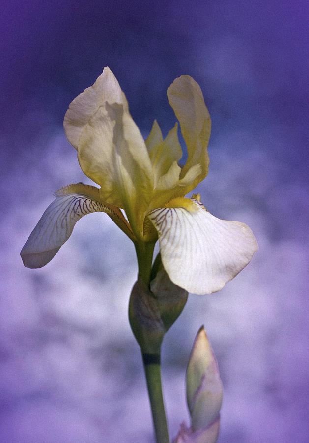 Vintage Yellow Iris No. 3 Photograph by Richard Cummings
