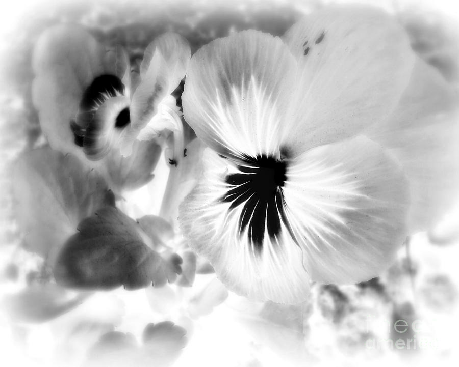 Viola Black And White Photograph