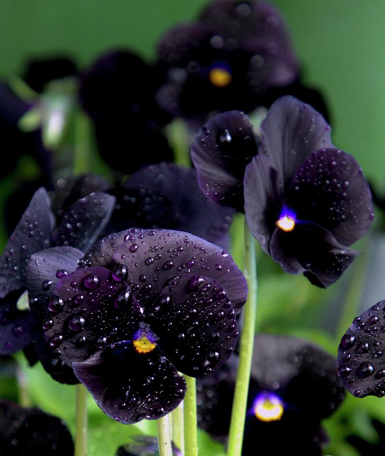 Viola Black Magic