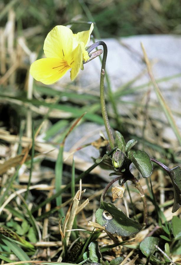 Flower Photograph - Viola Pseudogracilis Cassinensis by Bruno Petriglia/science Photo Library