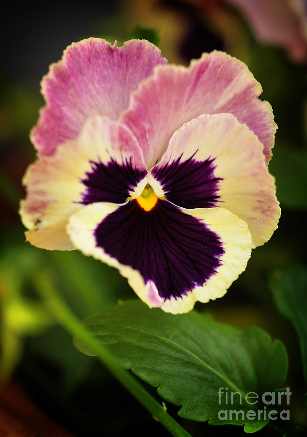 Viola Tricolor Photograph by Karen E Camilleri | Fine Art America