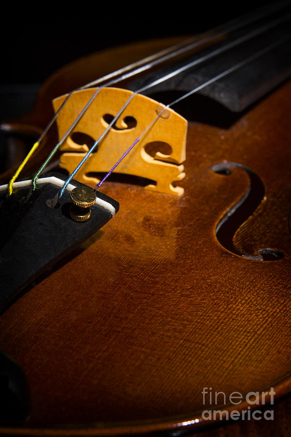 Viola Violin String Bridge Close in Color 3075.02 Photograph by M K Miller