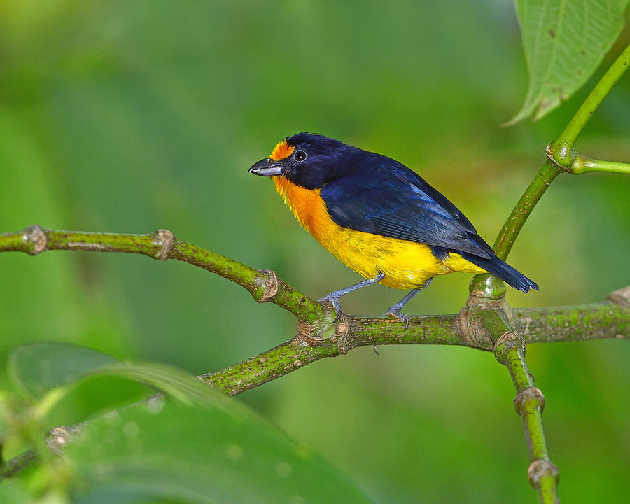 Violaceous Euphonia Photograph by Tony Beck