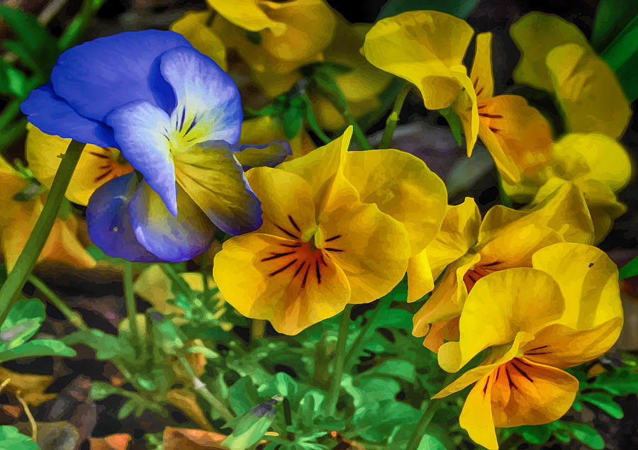 Violas in Spring Photograph by Melinda Dreyer