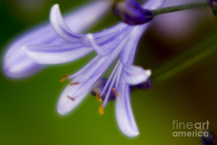 Violet Flower Photograph - Violet-2 by Tad Kanazaki Violet Flower Photograph - Violet-2 by Tad Kanazaki