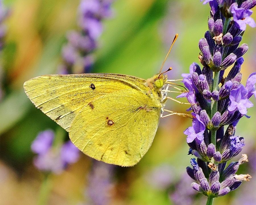 Butterfly Photograph - Violet and Gold - Butterfly by Kim Bemis