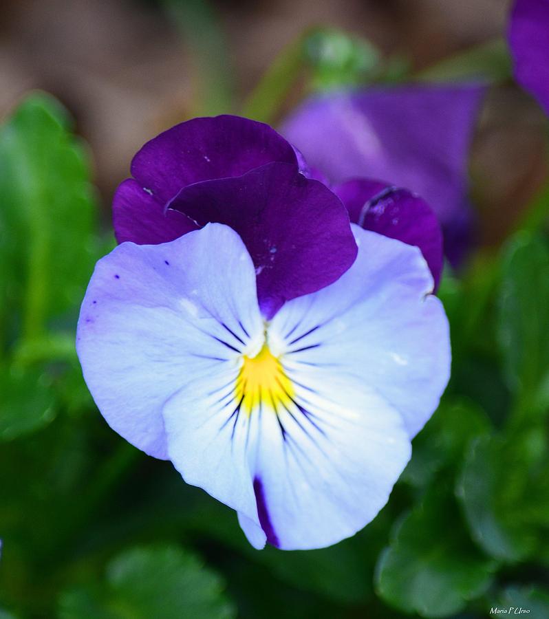 Violet and White Pansy Photograph by Maria Urso