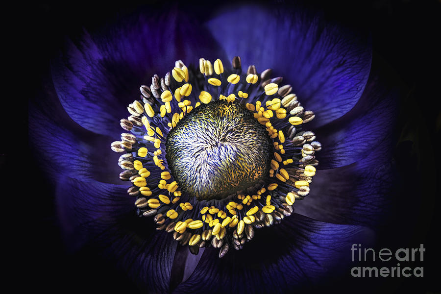 Nature Photograph - Violet Anemone  by Onelia PGPhotography