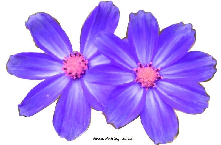 Violet Asters Painting by Bruce Nutting