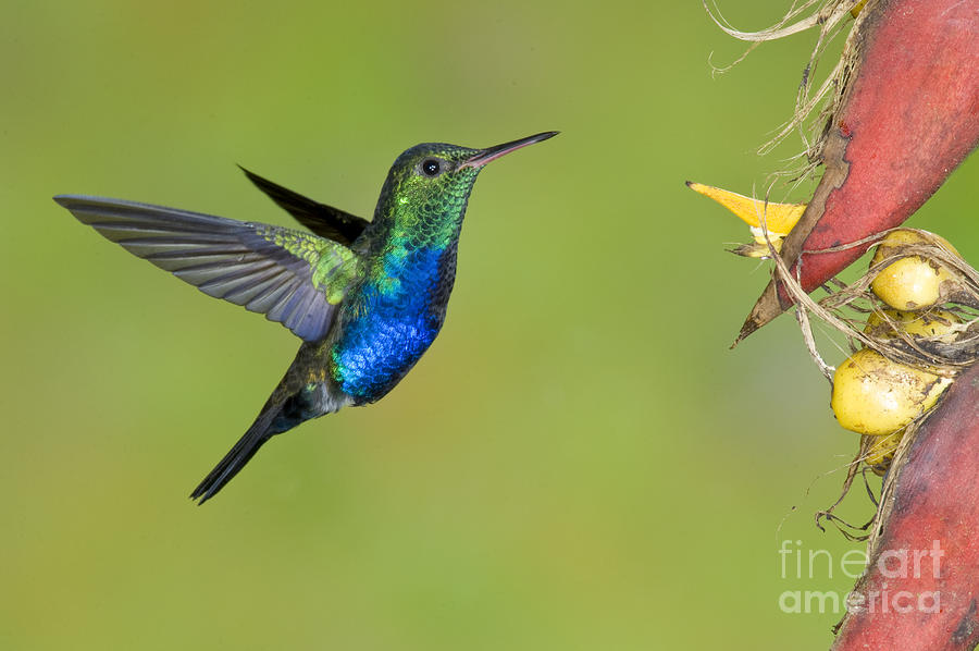 Violet-bellied Hummingbird Photograph by Anthony Mercieca