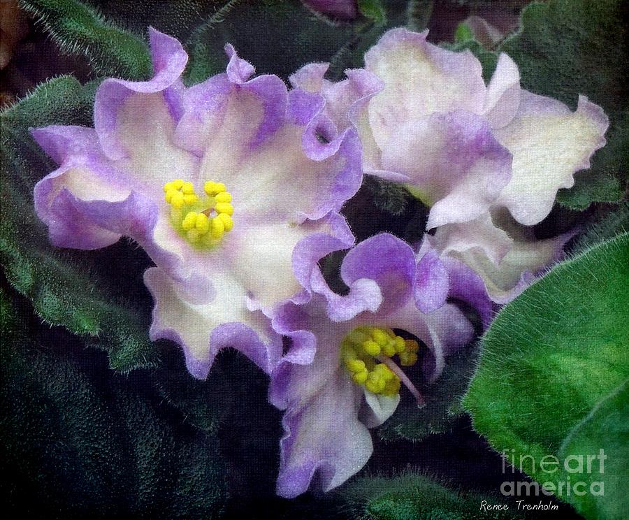 Violet Blooms . Linen Photograph by Renee Trenholm
