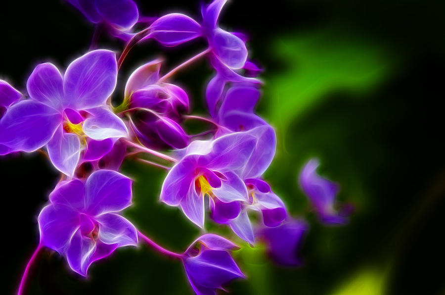 Violet Blooms Digital Art by Ricky Barnard
