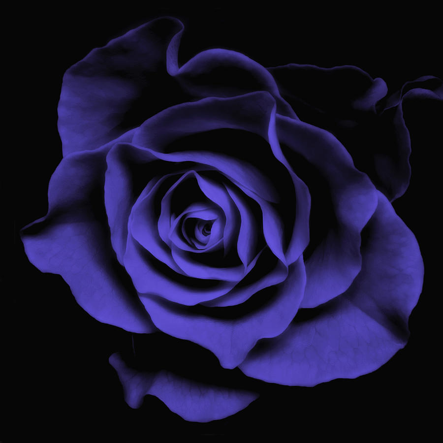 A Blue Black Floral Flower Canvas Photo Image Art Print Shop Online Photography Work #1 Photograph by Nadja Drieling - Flower- Garden and Nature Photography - Art Shop